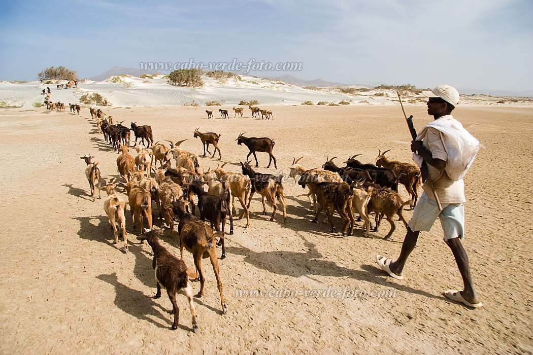 Maio : Terras Salgadas : goat : Landscape DesertCabo Verde Foto Gallery
