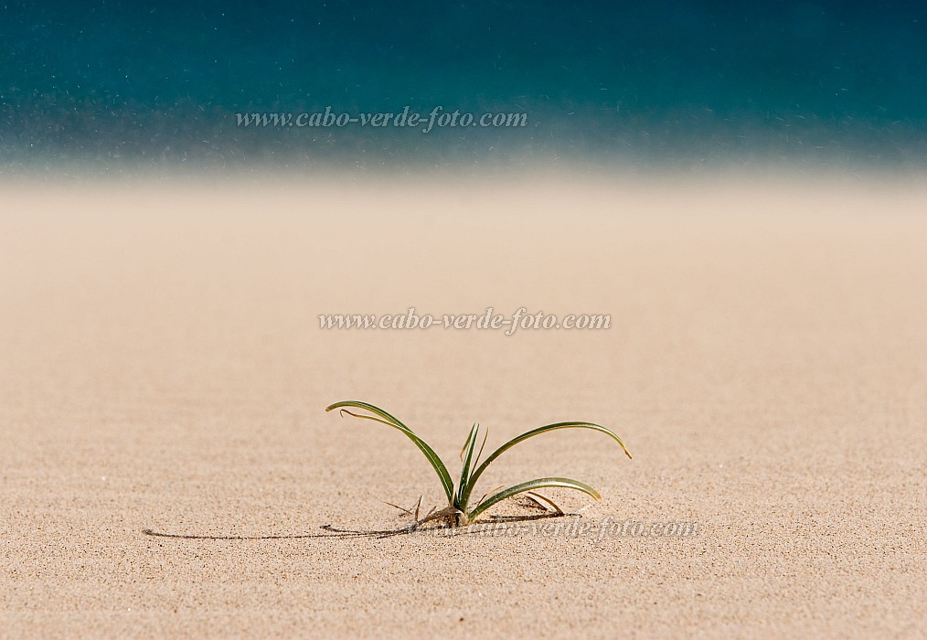 Boa Vista : Praia de Chave : duna : Nature PlantsCabo Verde Foto Gallery