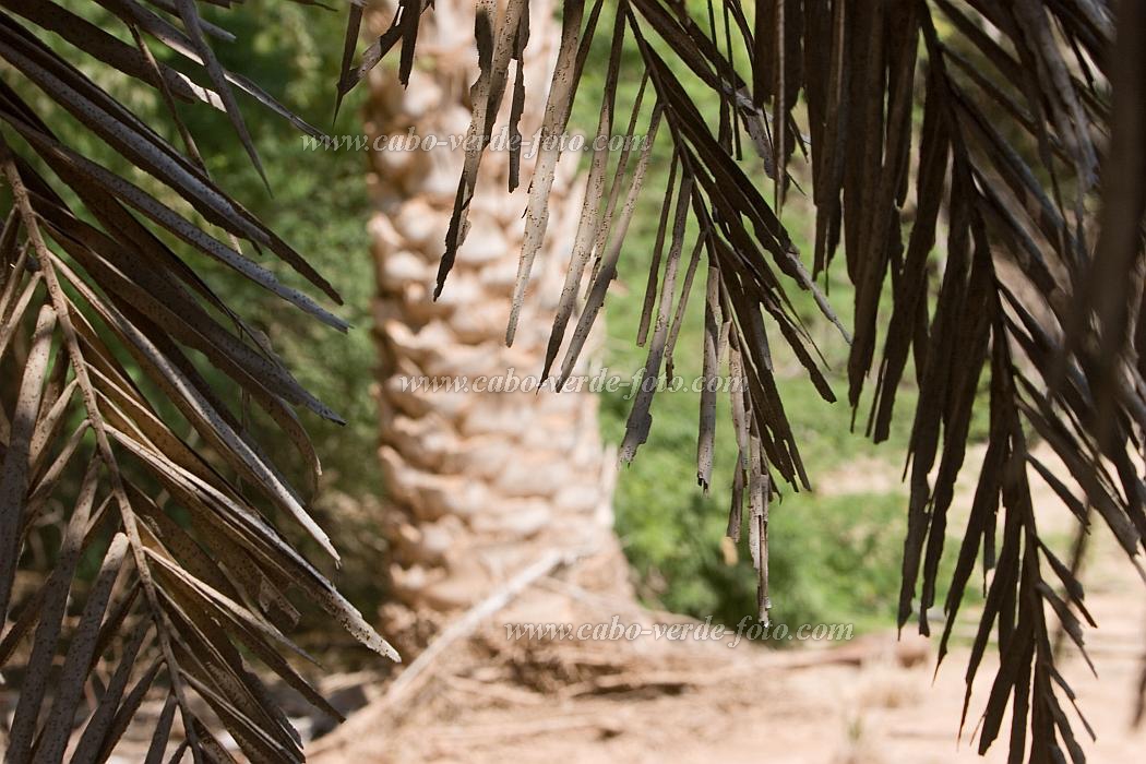 Boa Vista : Estncia de Baixo : palm tree : Nature PlantsCabo Verde Foto Gallery