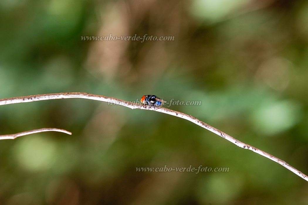 Boa Vista : Estncia de Baixo : mosca : Nature AnimalsCabo Verde Foto Gallery