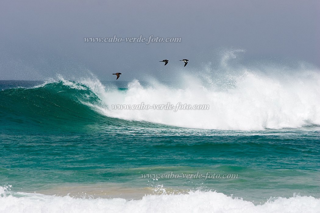 Boa Vista : Praia de Santa Mnica : brown booby : Nature AnimalsCabo Verde Foto Gallery