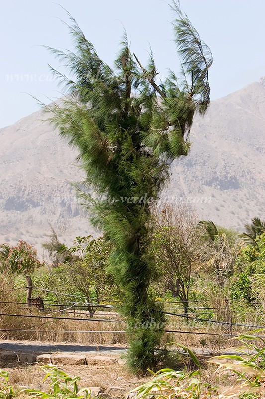 Insel: Santiago  Wanderweg:  Ort: Tarrafal Motiv: Baum Motivgruppe: Landscape Agriculture © Florian Drmer www.Cabo-Verde-Foto.com