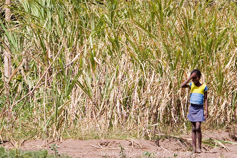 Santiago : Tarrafal : girl : Landscape AgricultureCabo Verde Foto Gallery