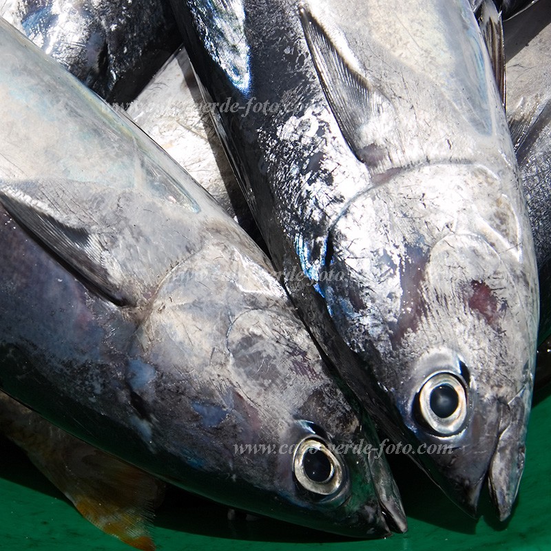 Santiago : Tarrafal : fish : Nature AnimalsCabo Verde Foto Gallery