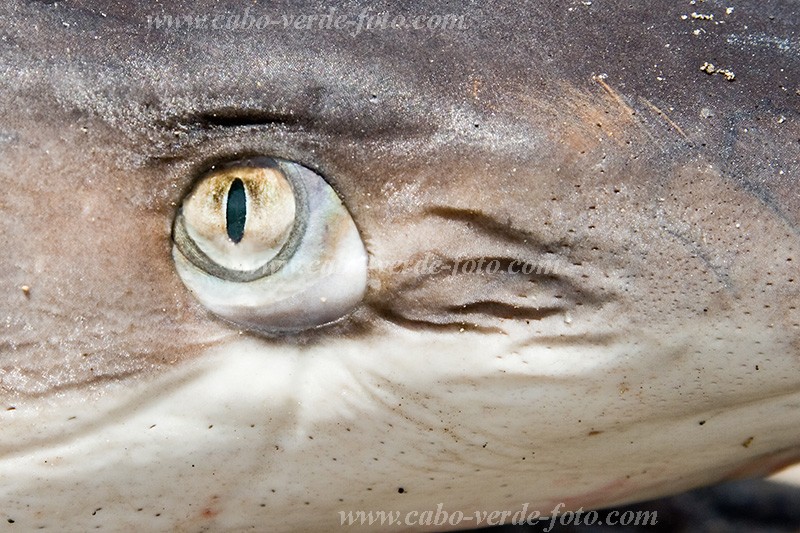 Santiago : Tarrafal : shark : Nature AnimalsCabo Verde Foto Gallery