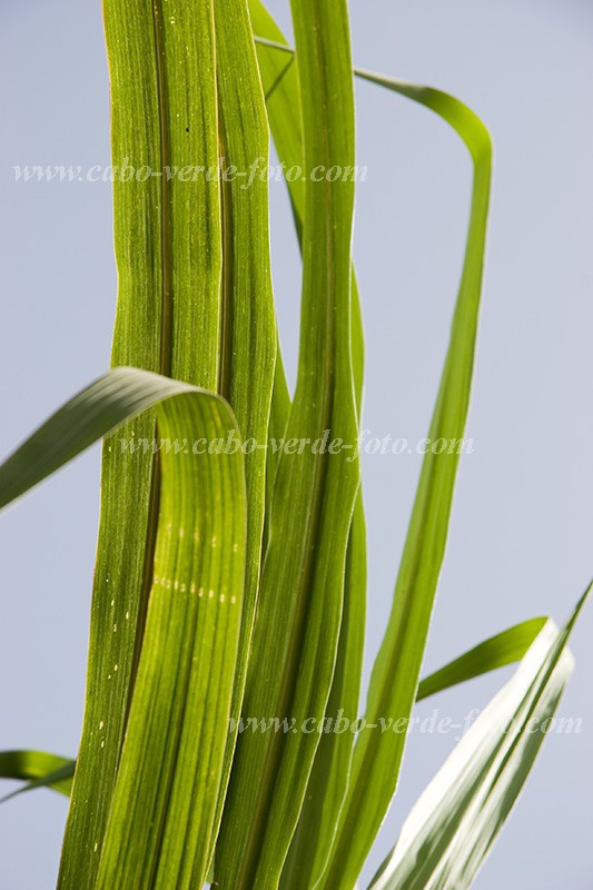 Santiago : Calheta : sugar cane : Nature PlantsCabo Verde Foto Gallery