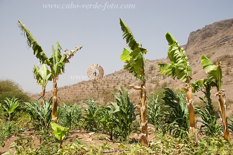 Santiago : Calheta : plantation : Technology AgricultureCabo Verde Foto Gallery