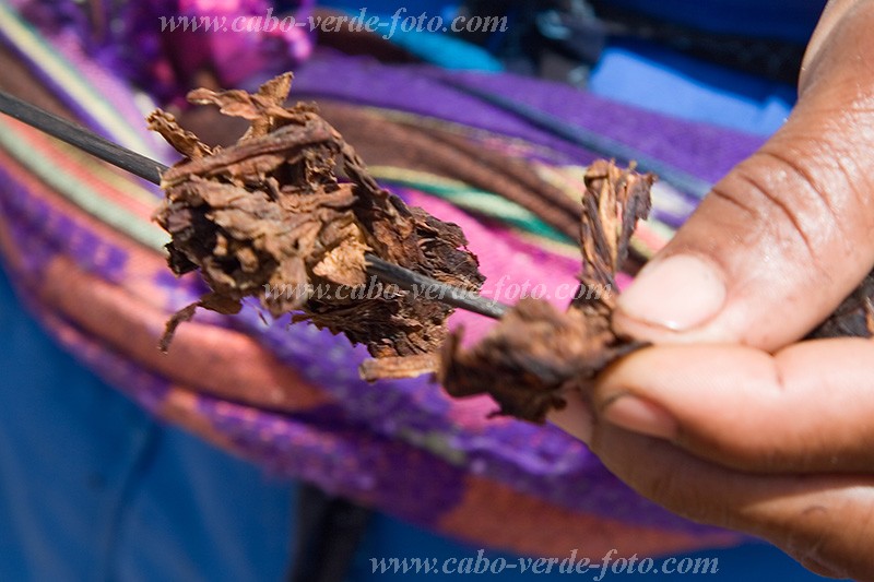 Santiago : Calheta : tobaco : Nature PlantsCabo Verde Foto Gallery