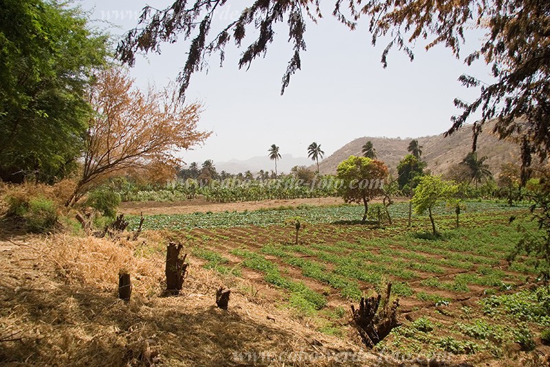 Insel: Santiago  Wanderweg:  Ort: Ra Seca Motiv: Plantage Motivgruppe: Landscape Agriculture © Florian Drmer www.Cabo-Verde-Foto.com