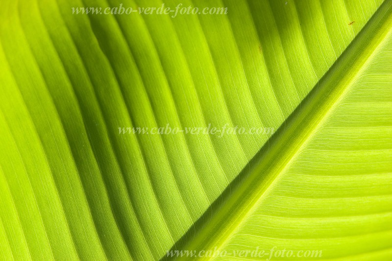 Santiago : Ra Seca : banana : Nature PlantsCabo Verde Foto Gallery