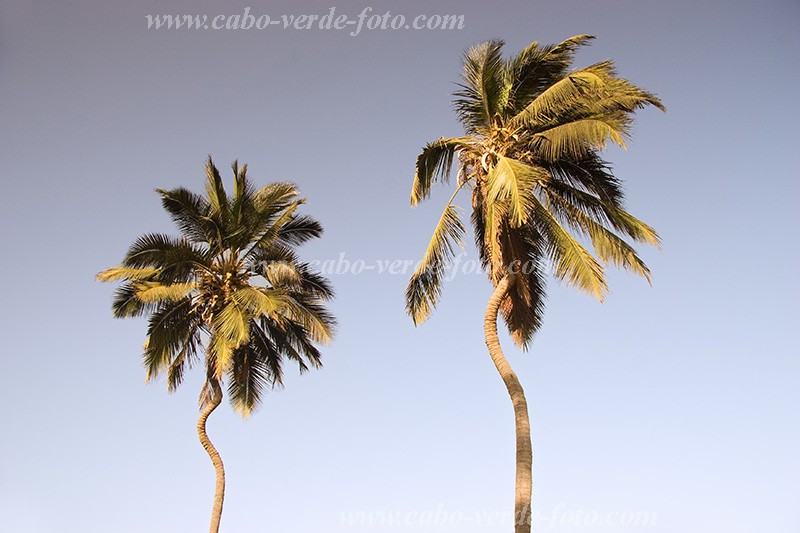 Santiago : Ra Seca : coconut tree : Nature PlantsCabo Verde Foto Gallery