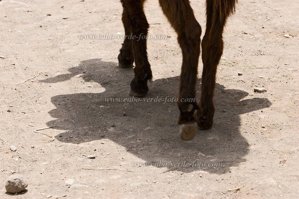 Santiago : Assomada : donkey : Nature AnimalsCabo Verde Foto Gallery