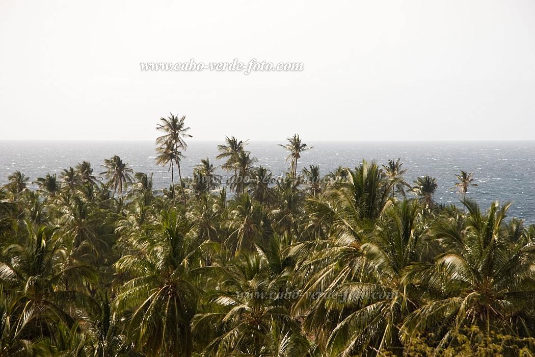 Santiago : Joo Gago : palm tree : Nature PlantsCabo Verde Foto Gallery