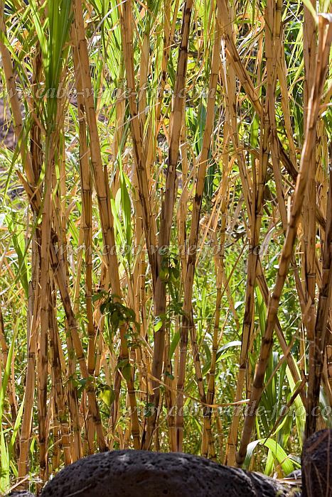 Insel: Santiago  Wanderweg:  Ort: Cidade Velha Motiv: Zuckerrohr Motivgruppe: Nature Plants © Florian Drmer www.Cabo-Verde-Foto.com