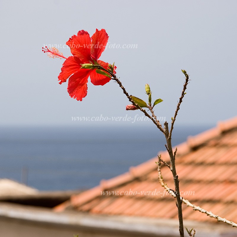 Fogo : So Filipe : mallow : Nature PlantsCabo Verde Foto Gallery