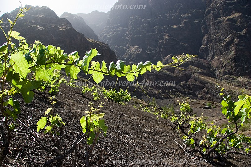 Insel: Fogo  Wanderweg:  Ort: Ch das Caldeiras Motiv: Wein Motivgruppe: Nature Plants © Florian Drmer www.Cabo-Verde-Foto.com