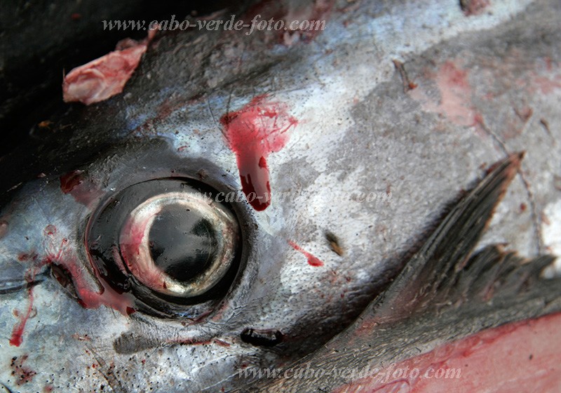 Fogo : So Filipe : peixe : Nature AnimalsCabo Verde Foto Gallery