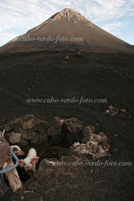 Insel: Fogo  Wanderweg:  Ort: Ch das Caldeiras Motiv: Schwein Motivgruppe: Landscape Mountain © Florian Drmer www.Cabo-Verde-Foto.com