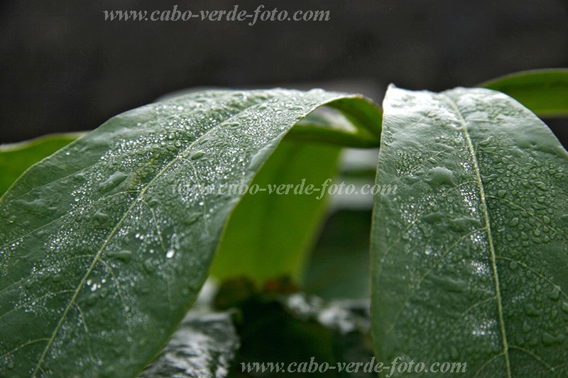 Fogo : Ch das Caldeiras : morning : Nature PlantsCabo Verde Foto Gallery