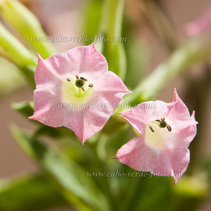 Brava : Vila Nova Sintra : flor : Nature PlantsCabo Verde Foto Gallery