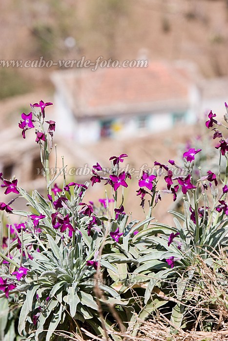 Brava : Vila Nova Sintra : flor : Nature PlantsCabo Verde Foto Gallery