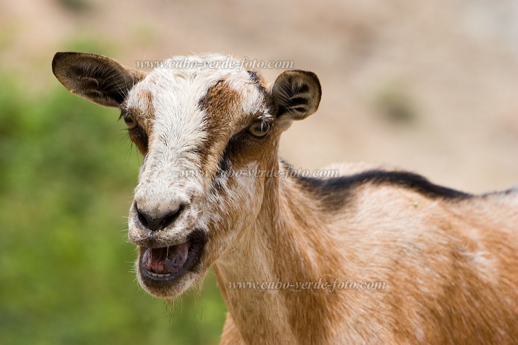 Brava : Furna :  : Nature AnimalsCabo Verde Foto Gallery