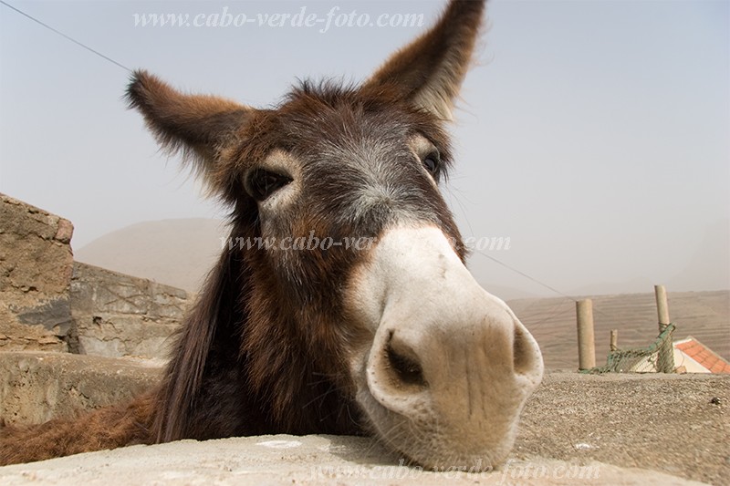So Nicolau : Cabealinho : donkey : Nature AnimalsCabo Verde Foto Gallery