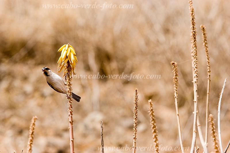 So Nicolau : Vila da Ribeira Brava : bird : Nature AnimalsCabo Verde Foto Gallery