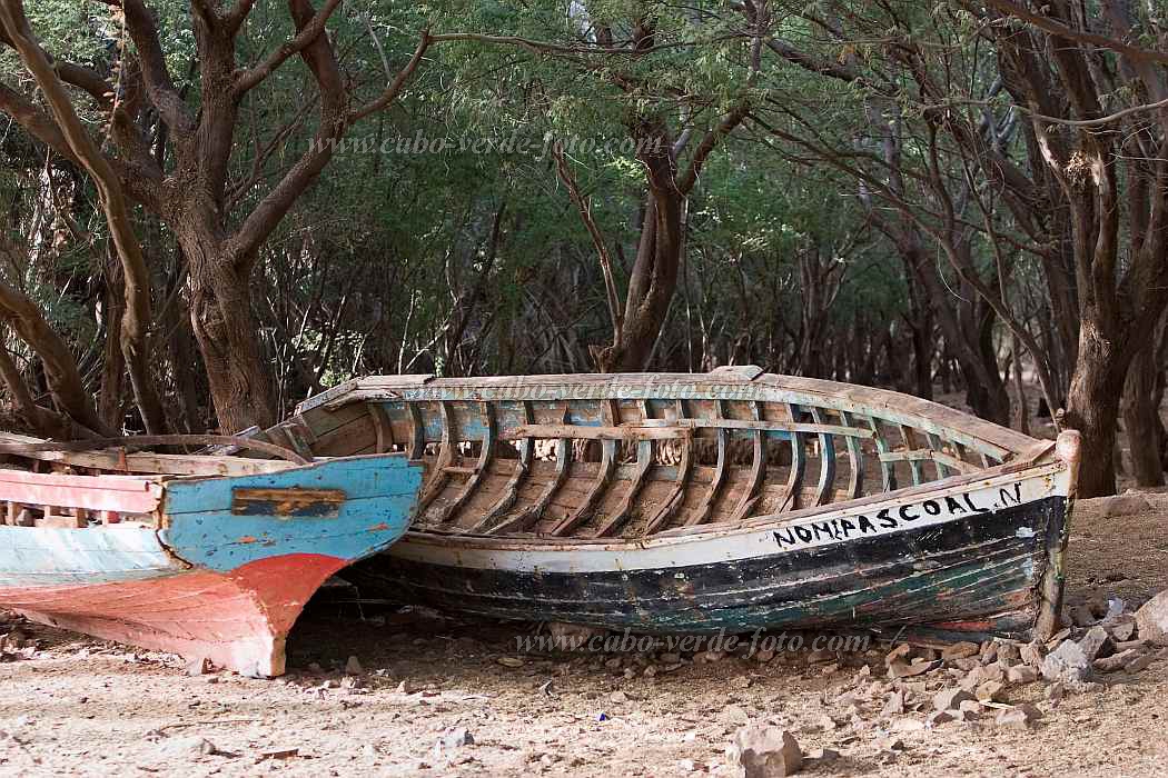 So Nicolau : Carrial : fisherman : Landscape ForestCabo Verde Foto Gallery
