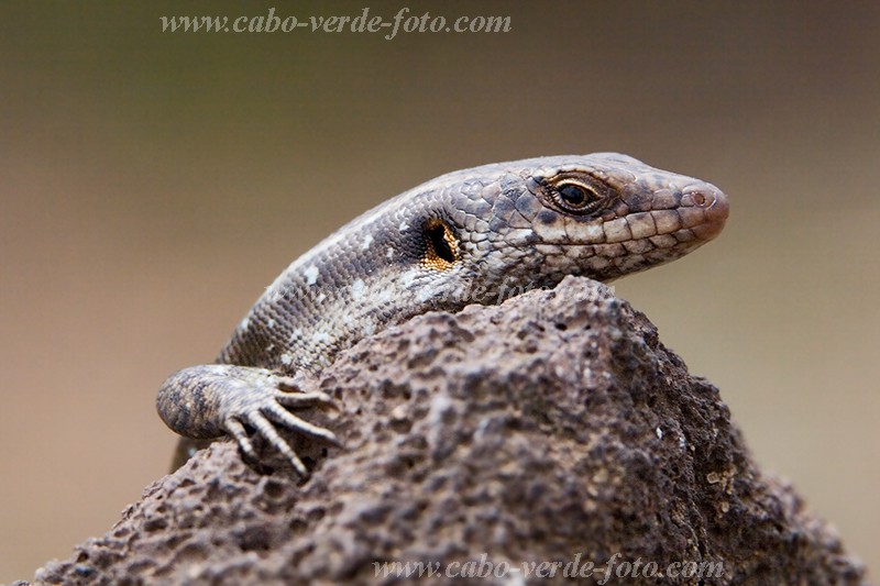 So Nicolau : Faj : lizard : Nature AnimalsCabo Verde Foto Gallery