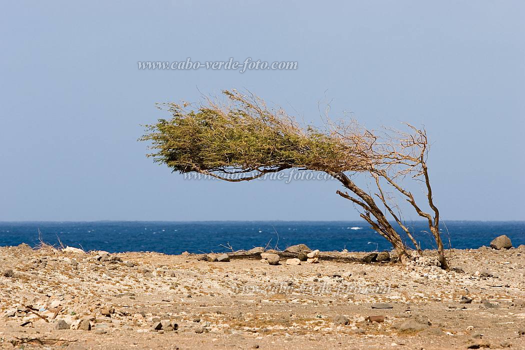 Sal : Palmeira : tree : Landscape SeaCabo Verde Foto Gallery
