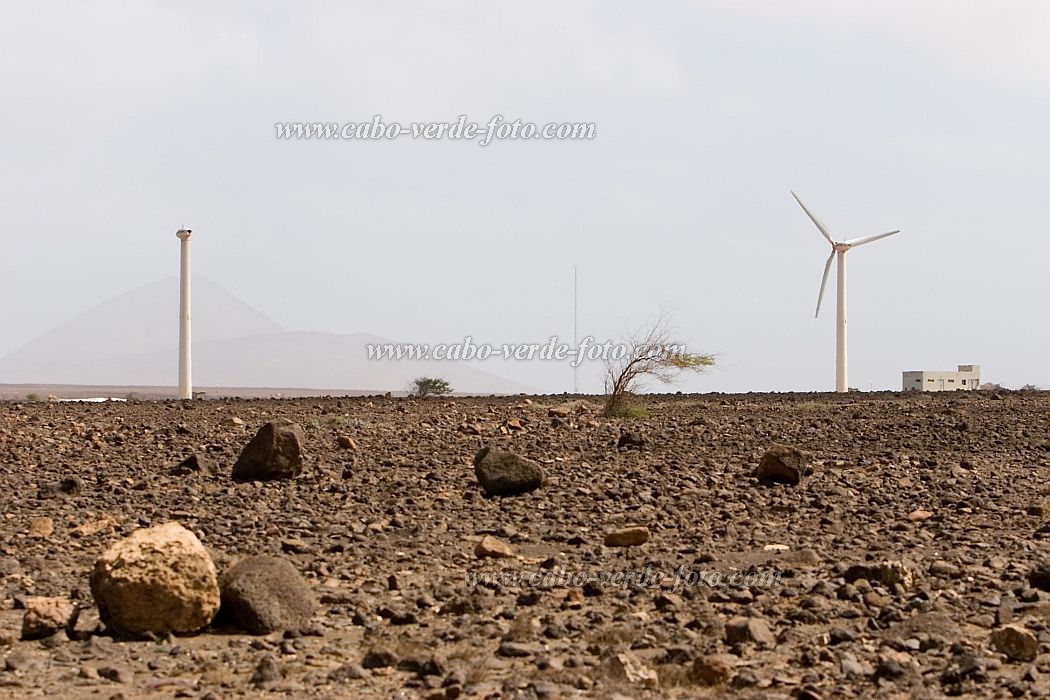 Sal : Palmeira :  : Landscape DesertCabo Verde Foto Gallery