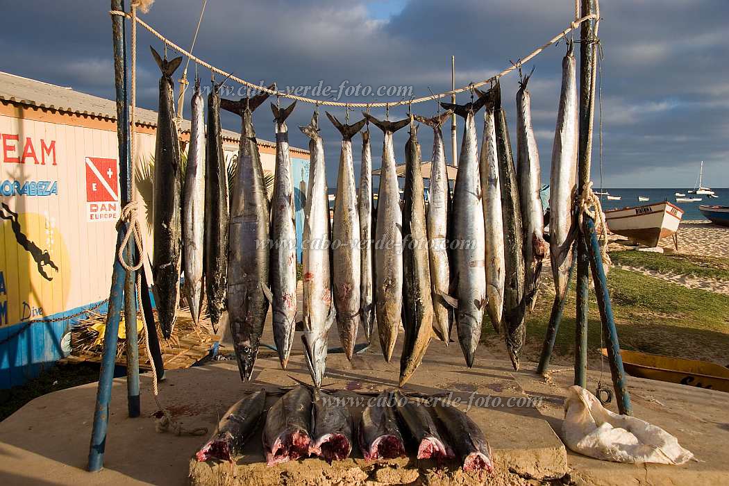 Sal : Santa Maria : peixe : Nature AnimalsCabo Verde Foto Gallery