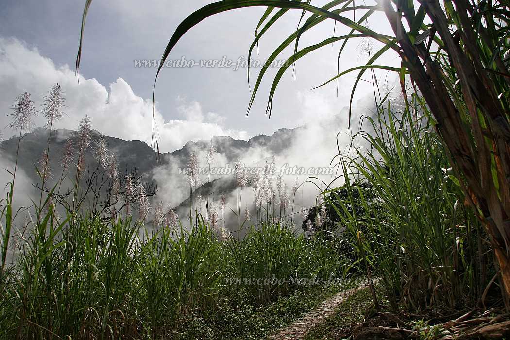 Insel: Santo Anto  Wanderweg:  Ort: Pal Motiv: Zuckerrohr Motivgruppe: Landscape Mountain © Florian Drmer www.Cabo-Verde-Foto.com