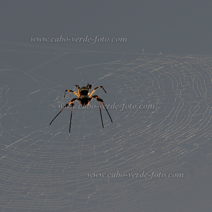 Santo Anto : Ribeira Grande : aranha : Nature AnimalsCabo Verde Foto Gallery
