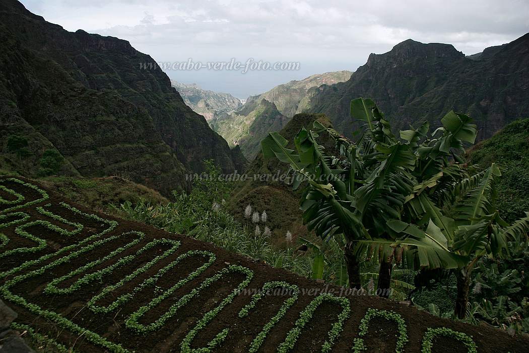 Santo Anto : Lombo de Pico : circito turstico : Landscape AgricultureCabo Verde Foto Gallery