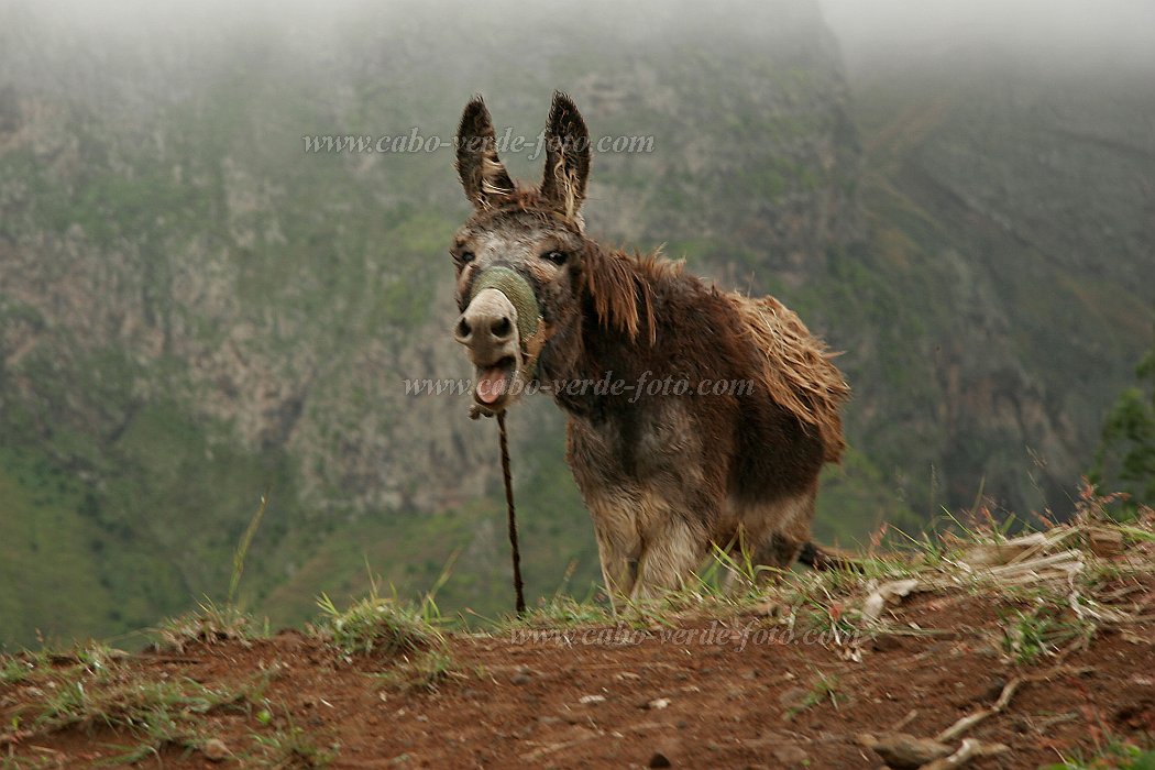 Santo Anto : Lombo de Pico : burro : Nature AnimalsCabo Verde Foto Gallery