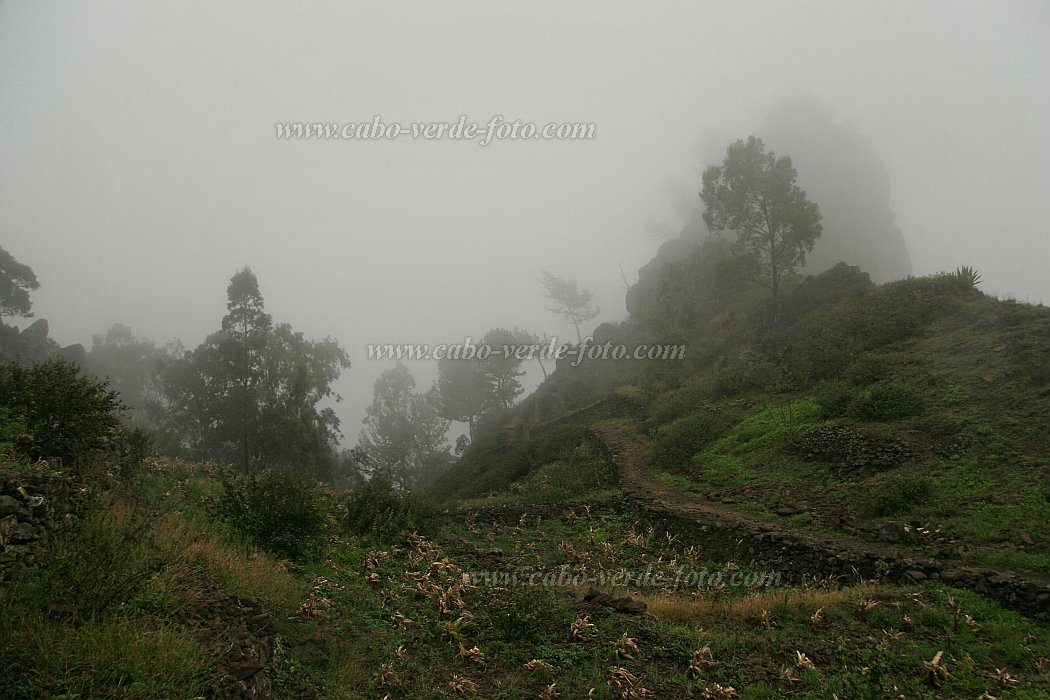 Santo Anto : Lombo de Pico : bosque de neblinas : Landscape ForestCabo Verde Foto Gallery