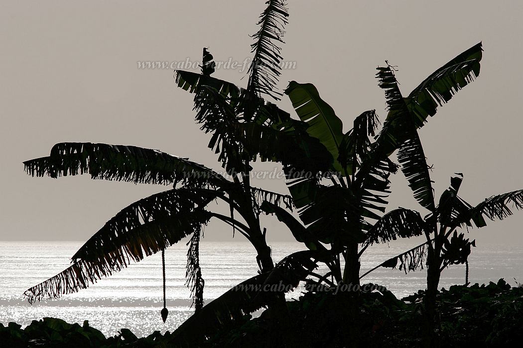 Insel: Santo Anto  Wanderweg:  Ort: Tarrafal de Monte Trigo Motiv: Banane Motivgruppe: Landscape Sea © Florian Drmer www.Cabo-Verde-Foto.com