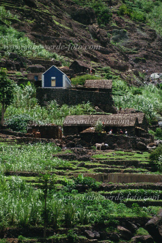 Santo Anto : Figueiras de cima : Irrigated agriculture : Landscape AgricultureCabo Verde Foto Gallery