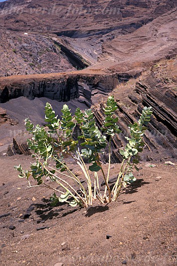So Nicolau : Hortela Monte Gordo : bombardeira : Nature PlantsCabo Verde Foto Gallery