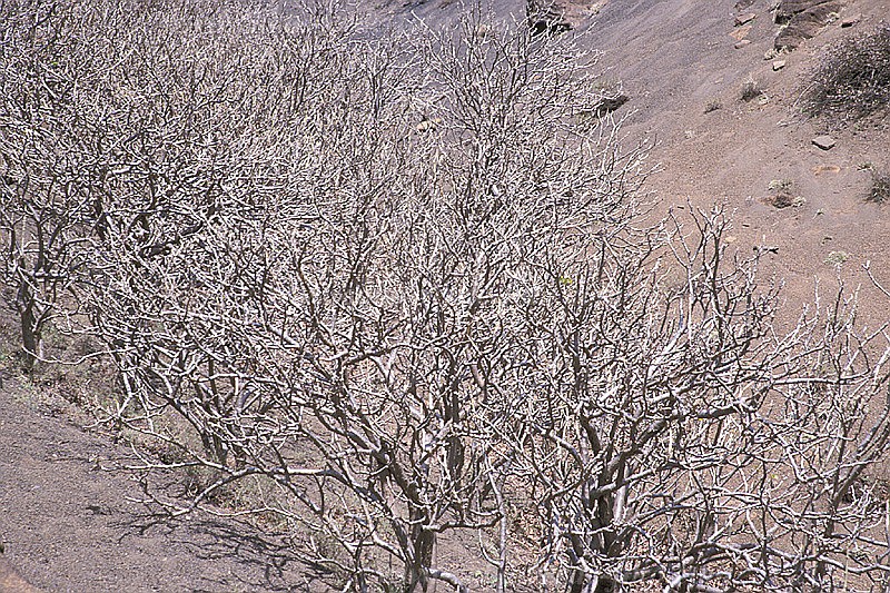 So Nicolau : Hortela Monte Gordo : fig tree : Nature PlantsCabo Verde Foto Gallery