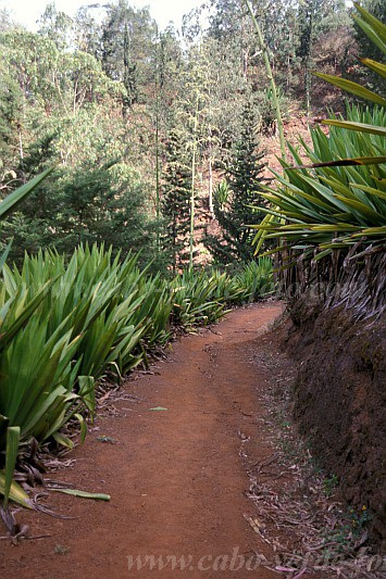 So Nicolau : Ch de Monte Gordo : hiking trail : Landscape ForestCabo Verde Foto Gallery
