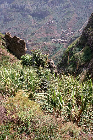 So Nicolau : Covoada : field : Landscape MountainCabo Verde Foto Gallery