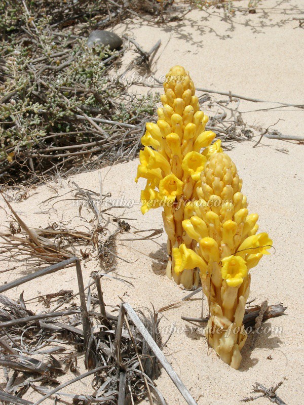 Boa Vista : Fbrica da Chave : cistanche phelipaea : Nature PlantsCabo Verde Foto Gallery