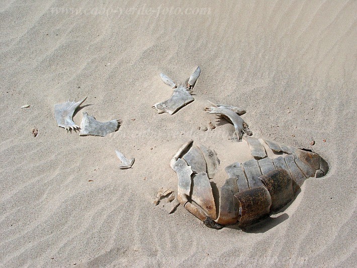 Boa Vista : Praia da Cabo Santa Maria : tartaruga : Nature AnimalsCabo Verde Foto Gallery