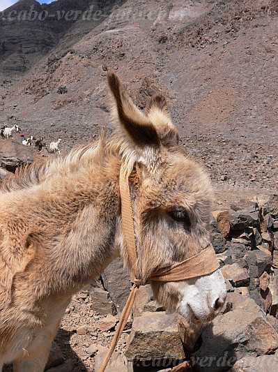 So Vicente : Santa Luzia da Terra : donkey : Nature AnimalsCabo Verde Foto Gallery