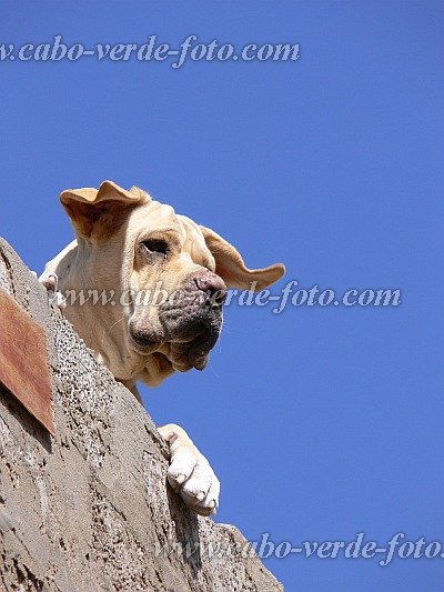 So Vicente : Ribeira da Vinha : dog : Nature AnimalsCabo Verde Foto Gallery