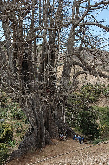 Insel: Santiago  Wanderweg:  Ort: Boa Entrada Motiv: Kapokbaum Motivgruppe: Nature Plants © Pitt Reitmaier www.Cabo-Verde-Foto.com