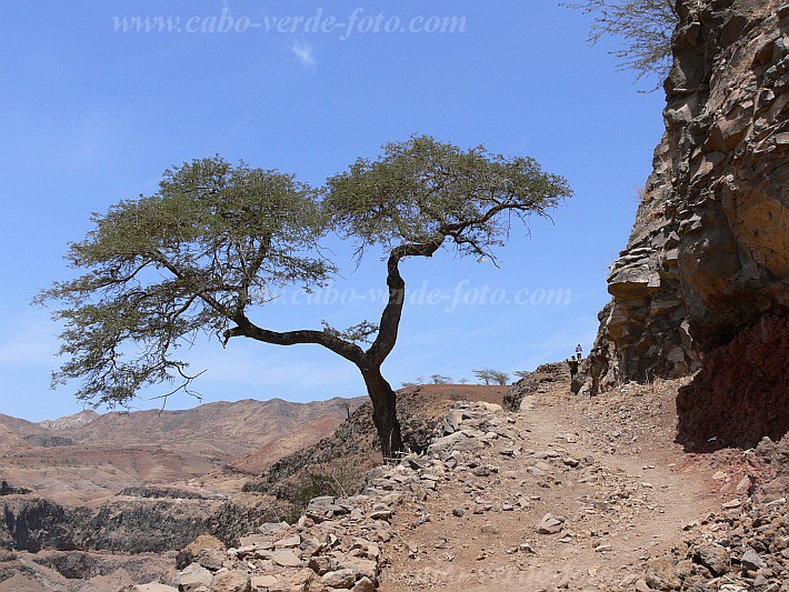 Santiago : Chao Grande : hiking track : Landscape ForestCabo Verde Foto Gallery